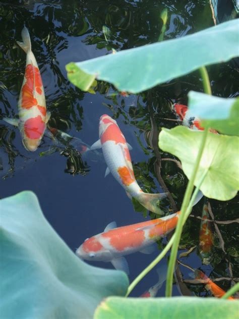 鯉魚養幾隻|【鯉魚養幾隻】養幾條鯉魚最旺財？跟著這個錦鯉魚飼養指南，財。